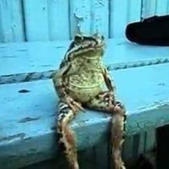 Meet your Posher, Roni - Picture 1 of 1